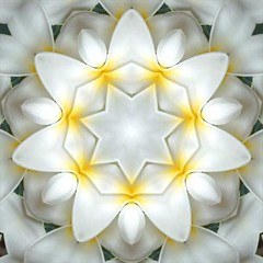 Imagami-Wasserwandler Tempelblume, 14 cm