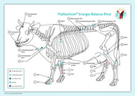 Akupunktur-Tafel Schwein Akupunktur-Tafel Schwein