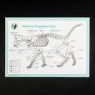 Akupunktur-Tafel Katze